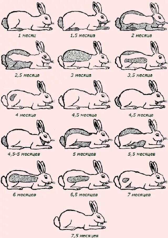 Сколько месяцев крольчихи. Схема линьки кролика. Как узнать сколько Возраст кролика. Линька у кроликов декоративных по месяцам. Возрастная линька у кролика.