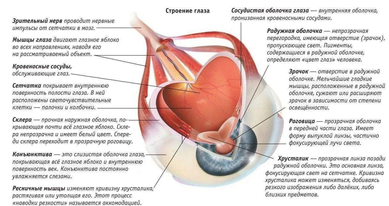 Отверстие в сосудистой оболочке. Сосудистая оболочка глаза анатомия. Строение глазного яблока человека. Строение глазного яблока ЕГЭ. Строение сосудистой оболочки глаза.