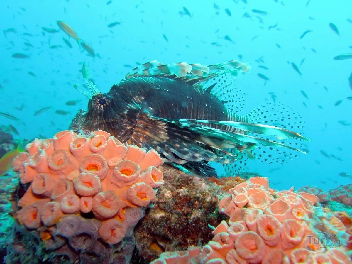 Рыбки в шарм эль шейхе. Красное море шарм-эль-шейх. Рыба баярд красное море. Рыбы в шарм эль шейхе. Рыбки в шарм эль шейхе.