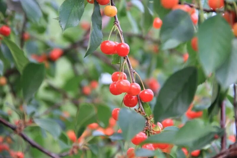 Растения Рязани. Растения Рязани культурные. Плоды Рязани. Russian plants