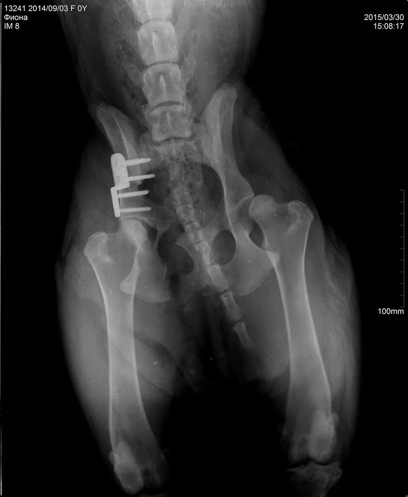 Дисплазия у собак симптомы. Степени дисплазии тазобедренных суставов у собак. Дисплазия тазобедренных суставов у немецкой овчарки. Дисплазия у собак симптомы. Дисплазия у собак симптомы.