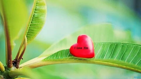 Nice loves