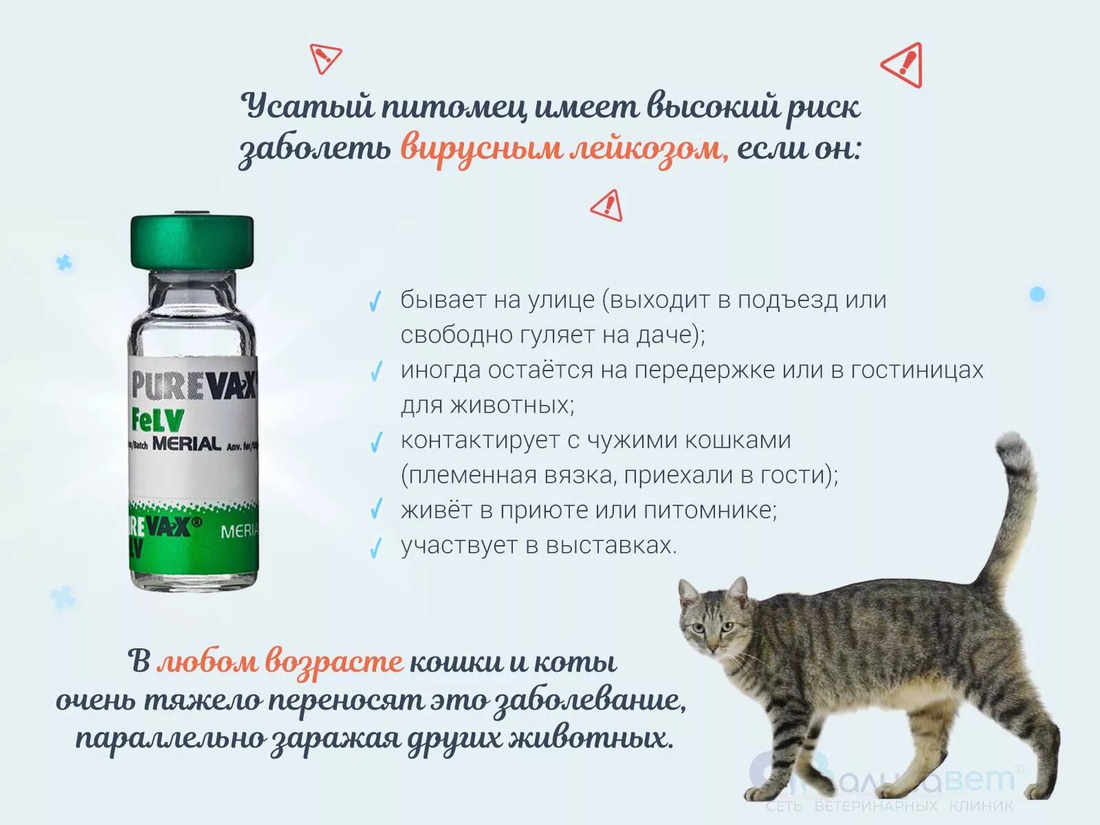 Пуревакс для кошек лейкоз вакцина. Пуревакс от лейкоза вакцина для кошек. Вирусный кошачий лейкоз симптомы. Вирусный лейкоз кошек вакцина. Какая вакцина для кошек лучше