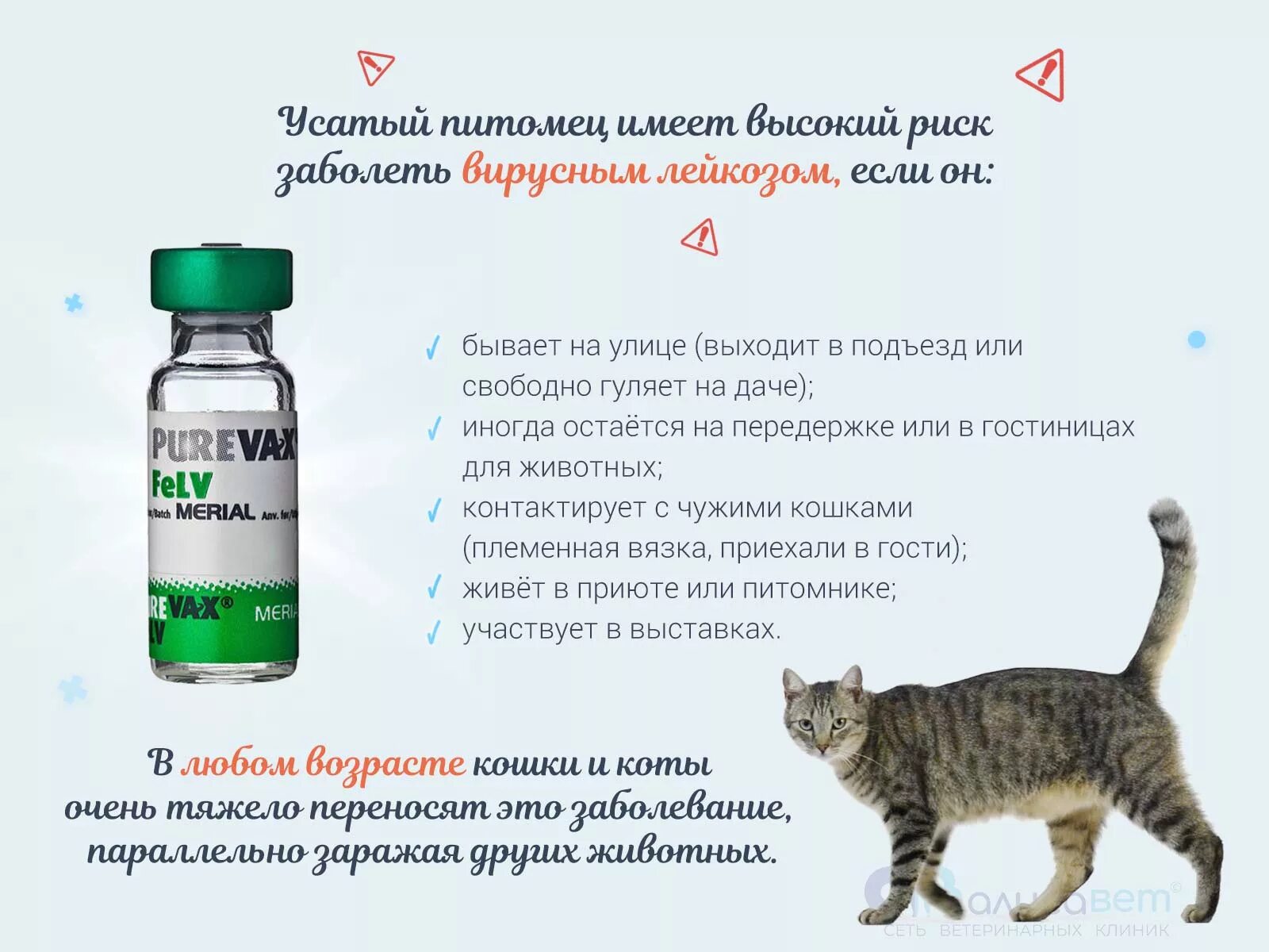 Биофел куда колоть