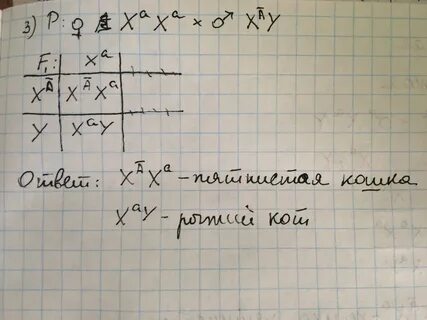 Локализованном в х хромосоме