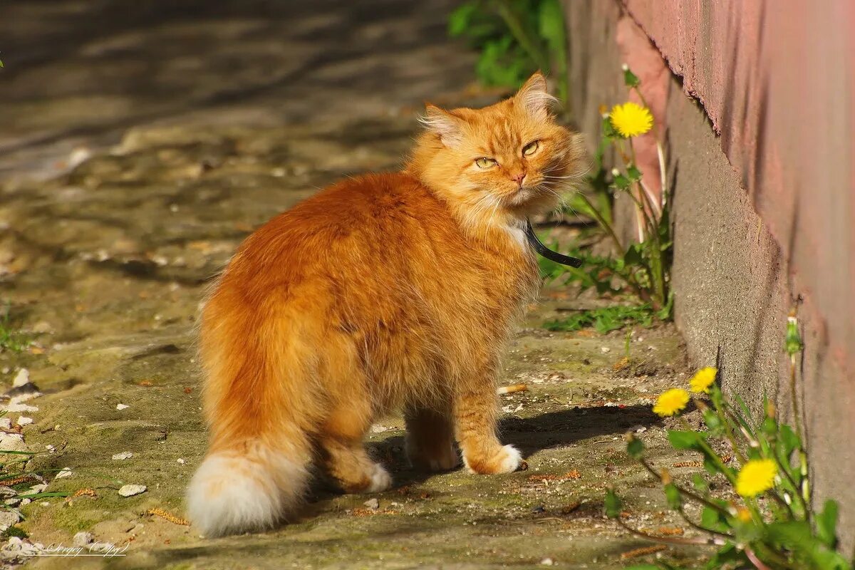 Курильский кот Рыжик. Котенок Рыжик. Рыжий дворовый кот. Рыжий кот Рыжик.