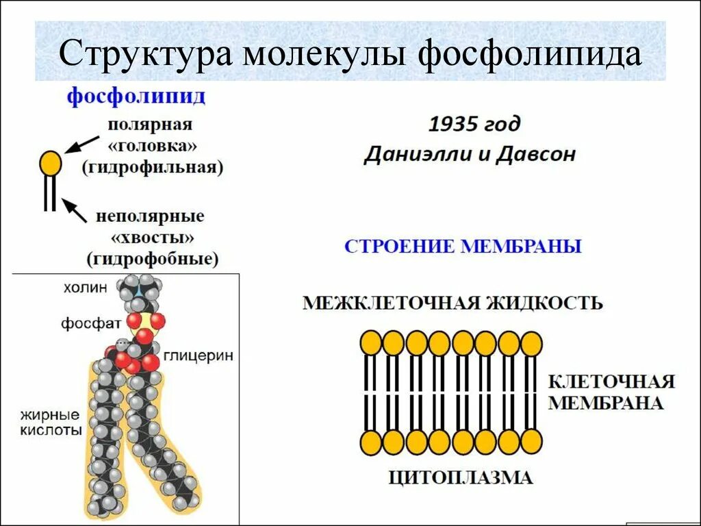 Строение фосфолипидов формула. Фосфолипид строение схема. Фосфолипидный бислой строение. Строение фосфолипидов в мембране.