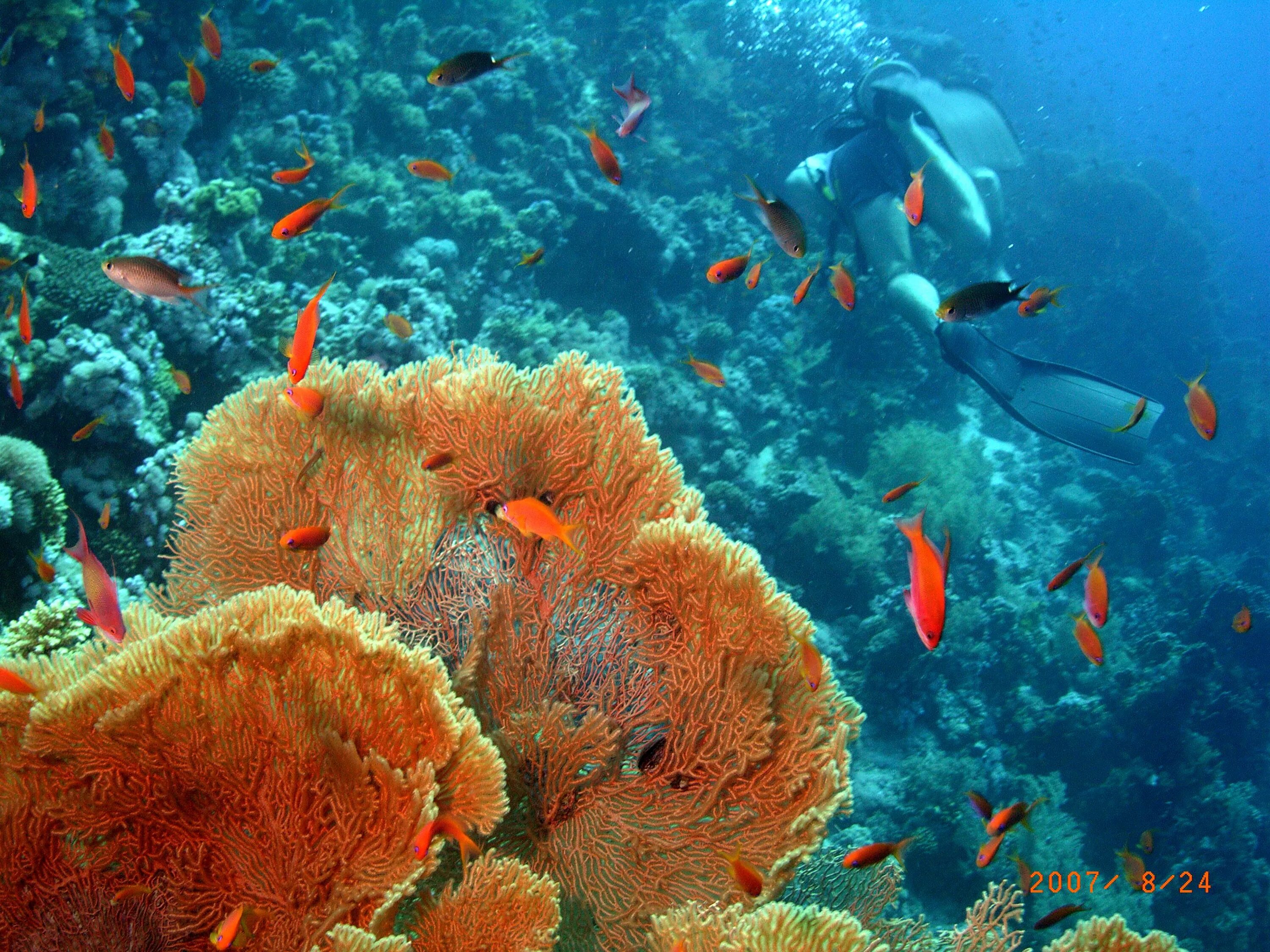 Коралловые рифы в хургаде. Коралловый риф в Шарм Эль Шейхе. Подводный риф Шарм-Эль-Шейх. Кораллы в Хургаде. Подводный риф Марса Алам.