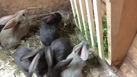 В каком возрасте отсаживают крольчиху