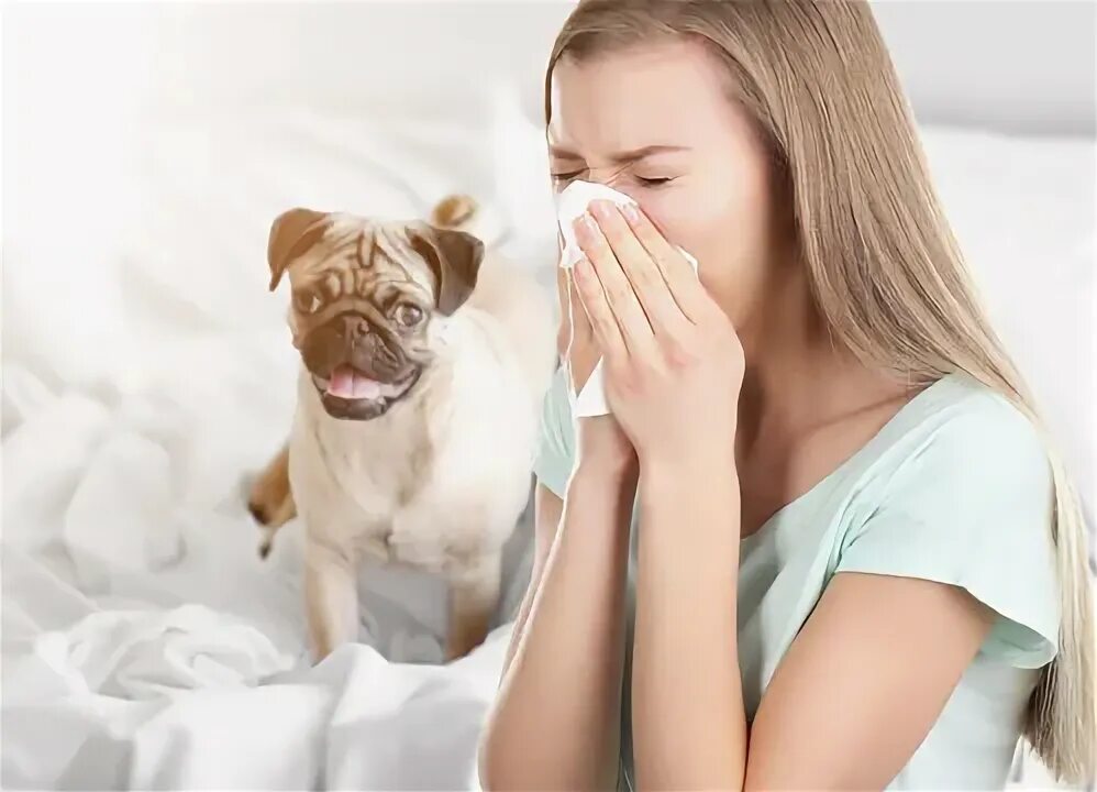 Аллергия на животных может быть излечима