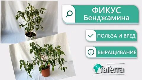 Фикус польза