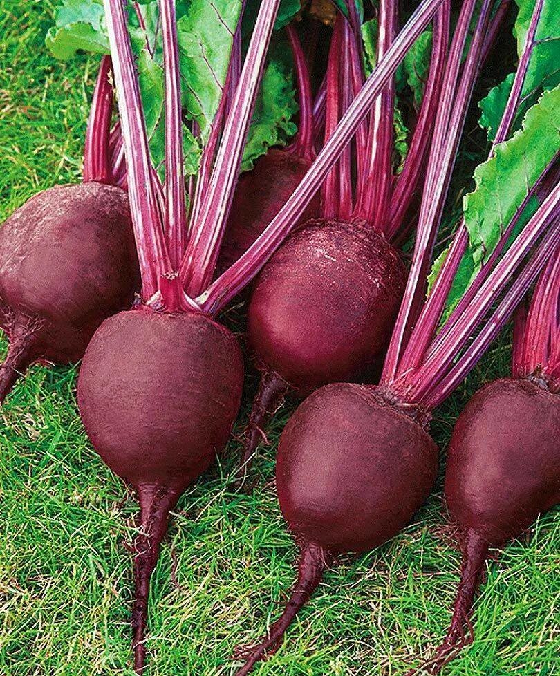 Как выглядит красная свекла Food for Conquerers of High Blood Pressure Fruit list, High sodium foods, Food