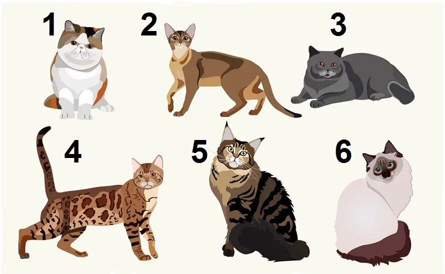 Иллюстрация разные породы кошек. Рисунок кошка разные породы. Кошки разных пород для детей. Породистые кошки рисунки.