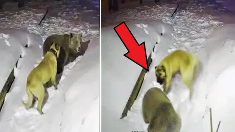 Собаки против детей
