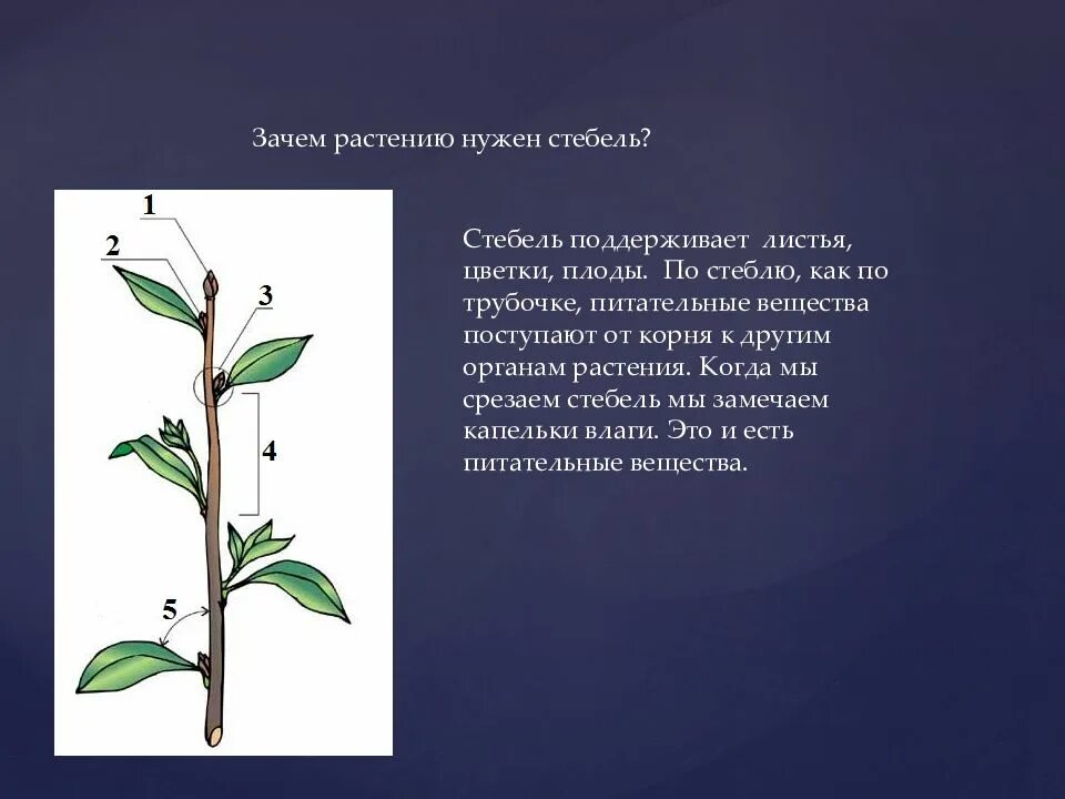 Стебель - осевой орган растения. Стебли цветов. Сообщение о стебле. Сообщение на тему стебель. Функции стебля цветка