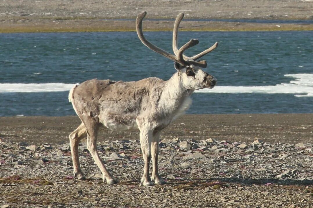 оленеводство. новоземельский северный олень. северный олень таймыр. новоземельский северный олень. олениха северного оленя.