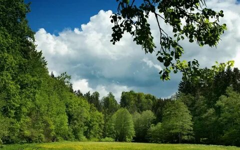 Природа картинки простое