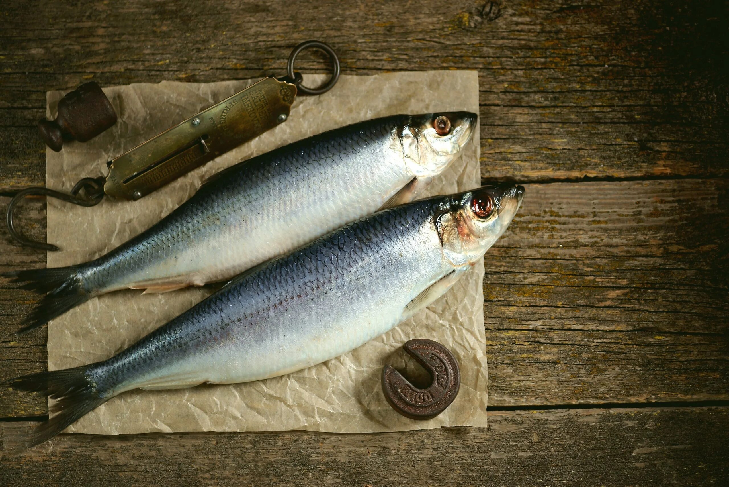волжская многотычинковая сельдь. сельдь черноспинка. сельдь черноспинка. волжская сельдь, черноспинка,. астраханская сельдь черноспинка.