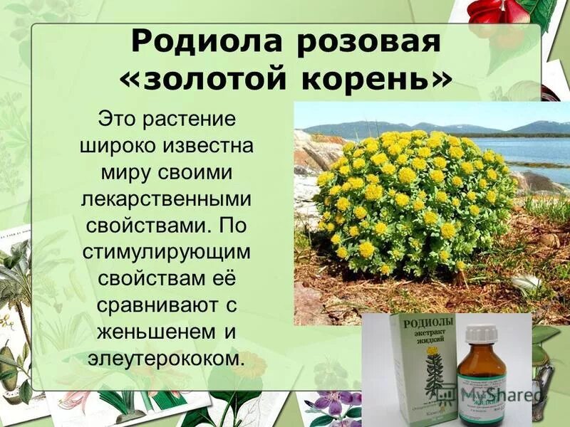 Родиола розовая для чего применяется