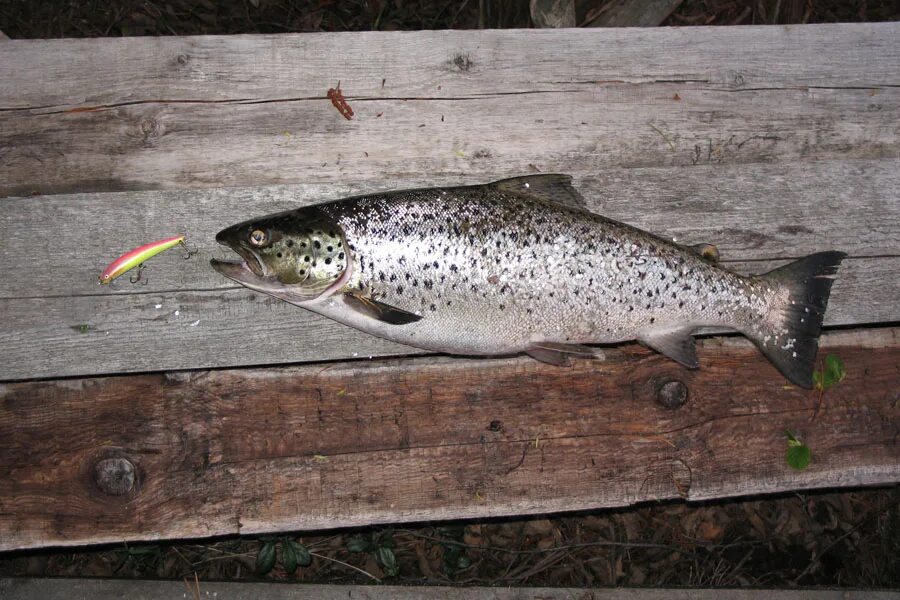 Рыба кумжа фото и описание. Salmo trutta. Кумжа в чупе. Рыба кумжа фото и описание. Каспийская кумжа.