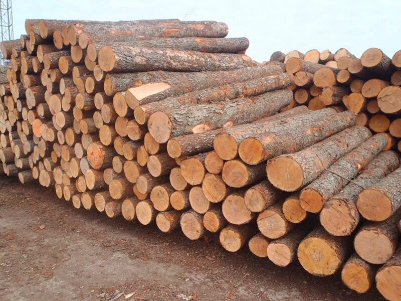 T me buy logs. Пиловочник. Кругляк сосна. Ель бревно. Пиловочник хвойный.