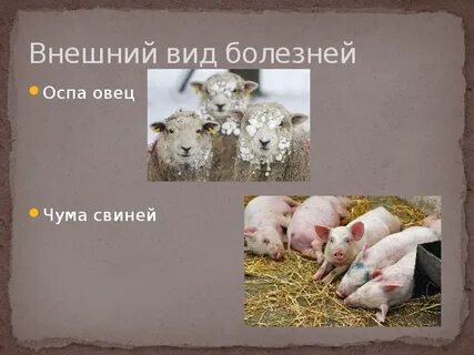 Эпизоотия это