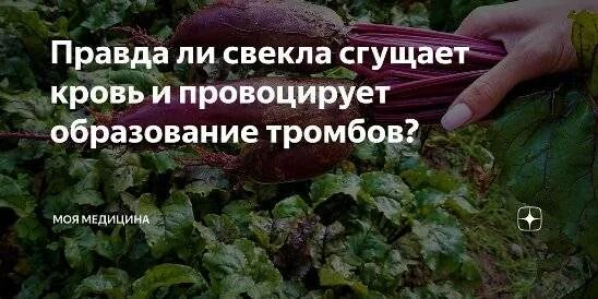 Крапива разжижает или сгущает кровь. Свекла разжижает кровь. Свекла - разжижает или Сгущает кровь ?. Валерьяна Сгущает кровь.