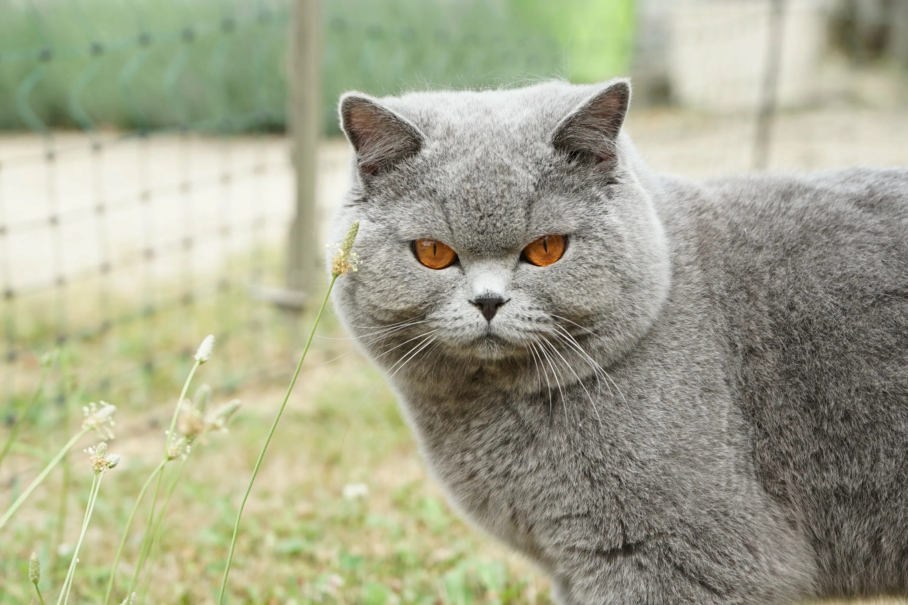 Какие есть британские коты