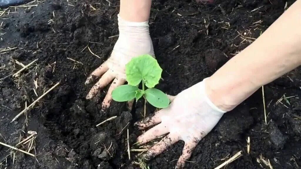 Заглубляют ли огурцы при пересадке. Высаживание рассады огурцов. Высадка рассады в открытый грунт. Посадка огурцов на рассаду. Высадка рассады огурцов в открытый грунт.