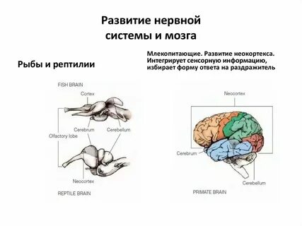 Эволюция мозга