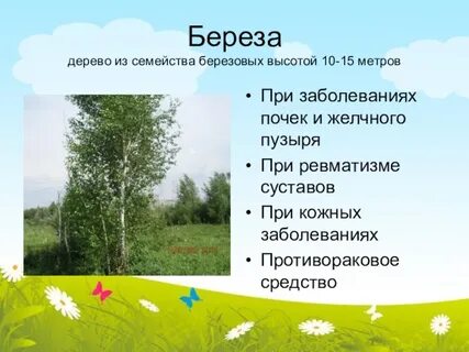 Береза высота