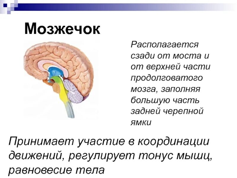 Мозжечок строение и функции. Головной мозг мозжечок строение и функции. Мозжечок положение строение. Строение структуры мозжечка. Поддержание равновесия тела отдел мозга