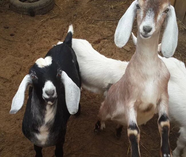 Ушами порода козы. Карликовая нубийская коза. Нубийская молочная коза. Нубийско Заянская порода коза. Нубийско-зааненская порода козлята.