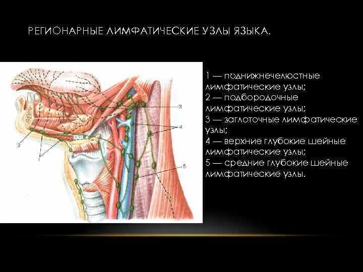 Регионарные шейные лимфатические узлы. Лимфатические узлы языка анатомия. Регионарные лимфоузлы языка анатомия. Лимфоузлы ротовой полости регионарные. Заглоточные лимфоузлы