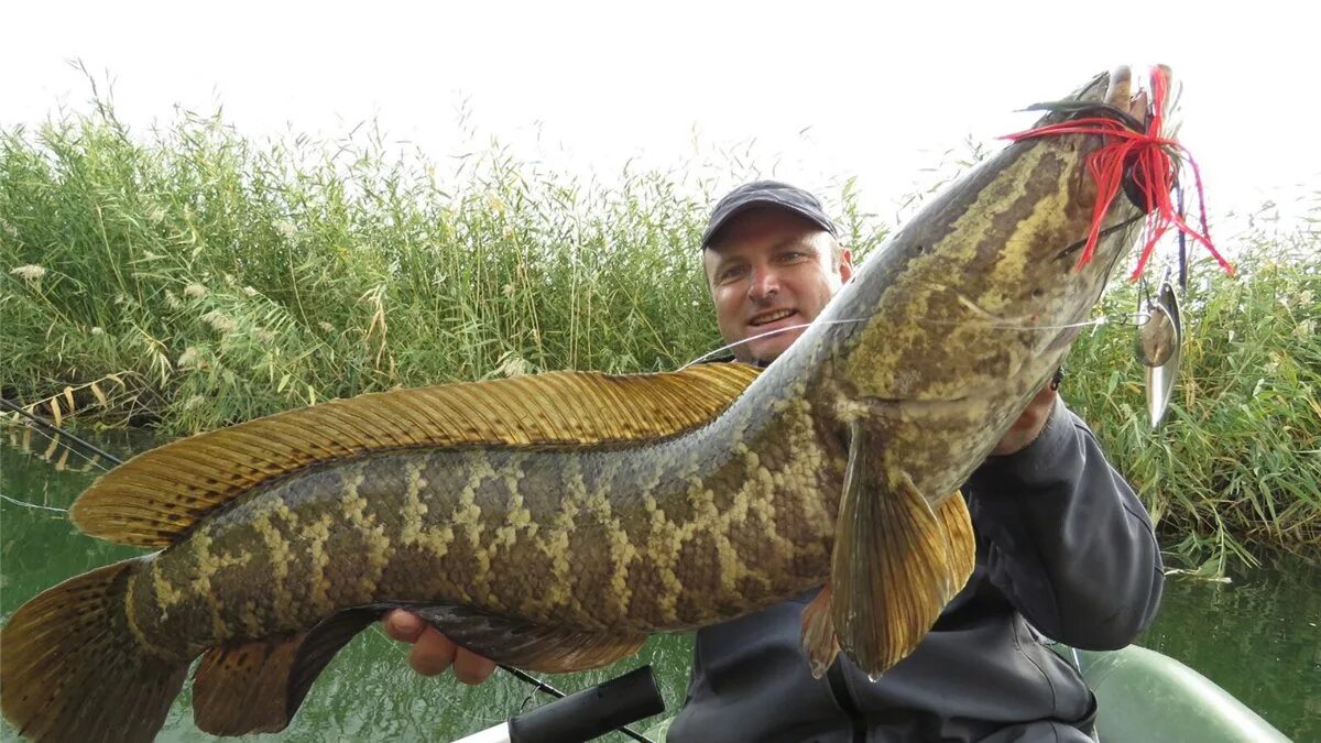 Змееголов императорский. Змееголов рыба. Гигантский змееголов рыба. Змееголов рыба. Змееголов дальневосточный.