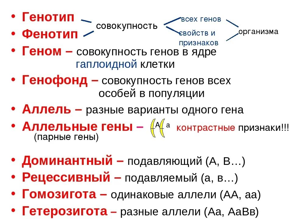 Одинаковый генотип это