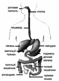 Полость рта глотка пищевод желудок