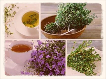 Чем полезен чабрец для организма человека