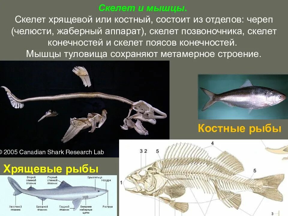 Костный скелет костных рыб. У рыб хрящевой или костный скелет. Скелет хрящевых рыб. Скелет хрящевых и костных рыб. Какое оплодотворение характерно для костных рыб