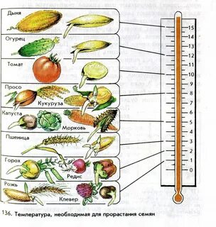 Температура прорастания семян таблица