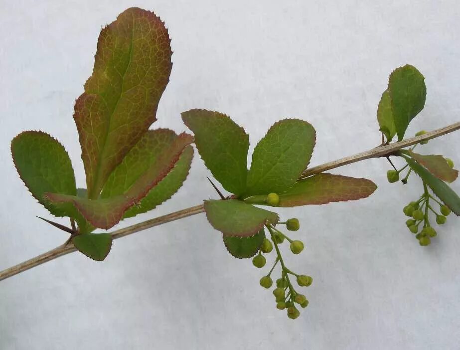 барбарис листья простые или сложные