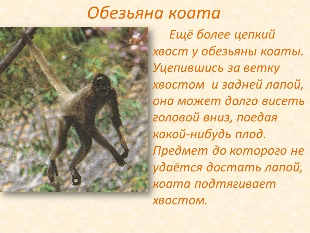 Тема текста про обезьянку. Сообщение о обезьяне. Коаты приматы это. Описание обезьяны. Доклад про обезьян.