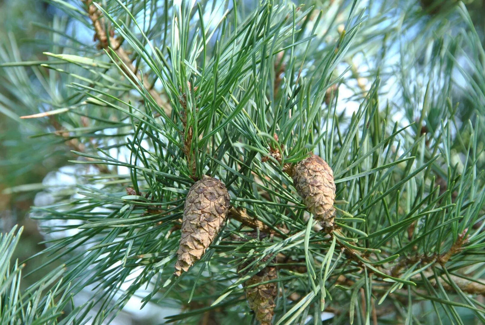 Обычная хвойная. Сосна обыкновенная Pinus Sylvestris. Макростробил Pinus Sylvestris (сосна обыкновенная). Сосна обыкновенная (Pínus Sylvestris). Сосна обыкновенная Глаука.