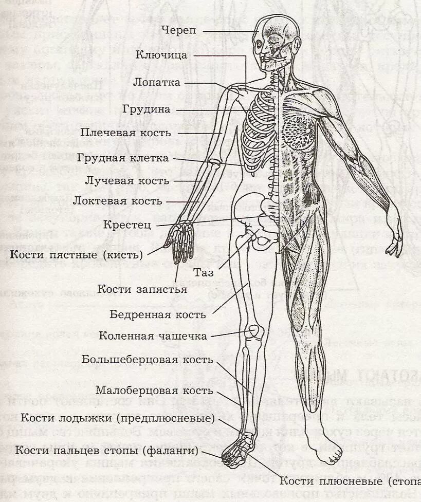 Названия суставов человека. Схема суставов человека. Суставы скелета человека. Суставы название анатомия. Название костей и суставов человека.