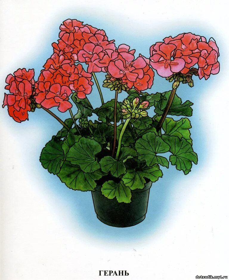 строение герани для детей. герань комнатное растение. пеларгония коапчатая стеллар. герань цветок комнатный. пеларгония eskay verglo.