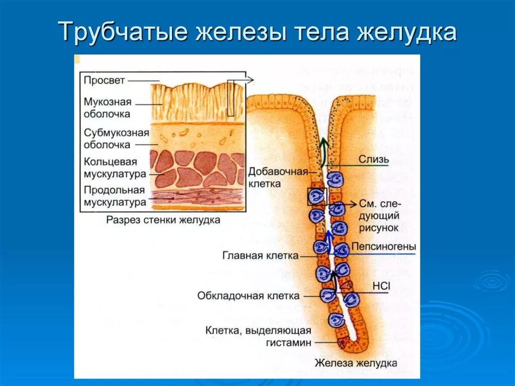 Клетки трубчатых желез желудка. Железы желудка строение. Строение фундальной железы желудка. Строение трубчатой желудочной железы. Клетки слизистой желудка вырабатывают