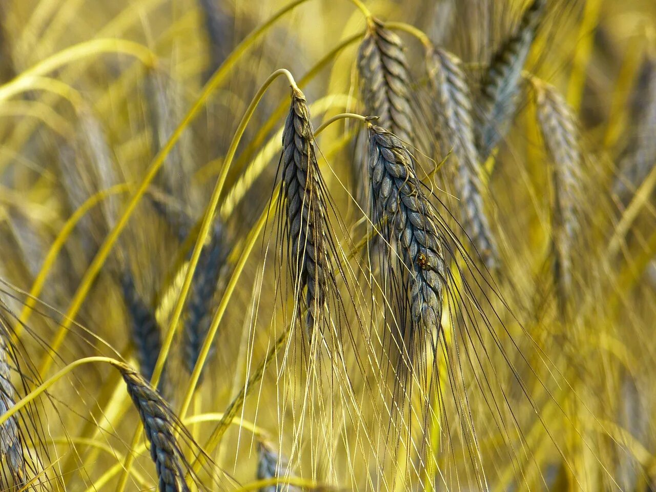 Как называется ячмень. Эммер полба. ячмень сорт прерия. triticum boeoticum. сорт эммер пшеница.