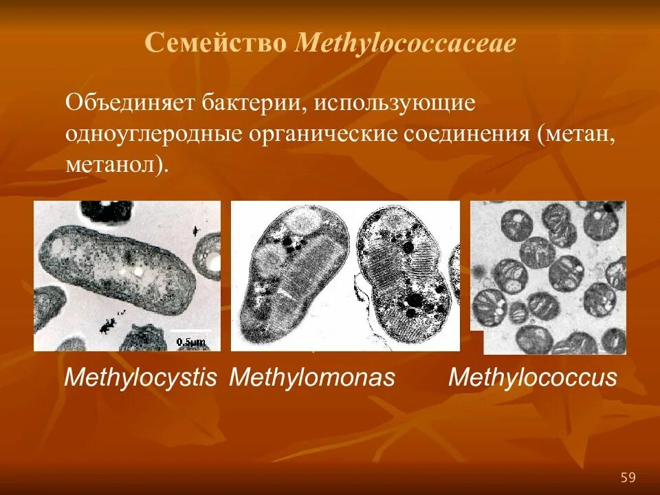 Бактерии выделяют метан. Метанотрофные бактерии. Семейства микроорганизмов. Факультативные метилотрофы. Метанокисляющих бактерий Methylococcus capsulatus.