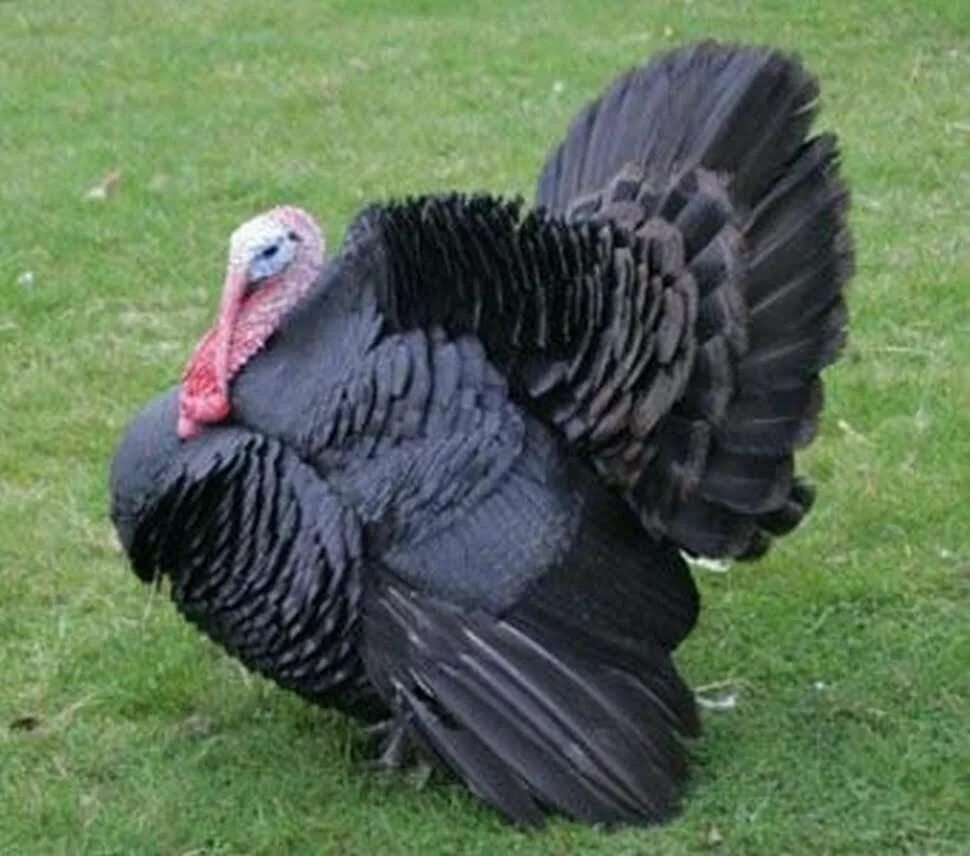 Норфолк Блэк индейка. Black Turkey. Black Norfolk. Turkish breeding Germany. Черная индейка