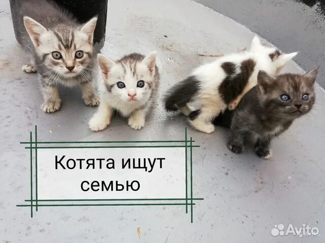 Объявления отдам котят в добрые. Объявления про котят. объявление отдам котят. объявление отдам котят в добрые руки. объявления котята в добрые оригинальные.
